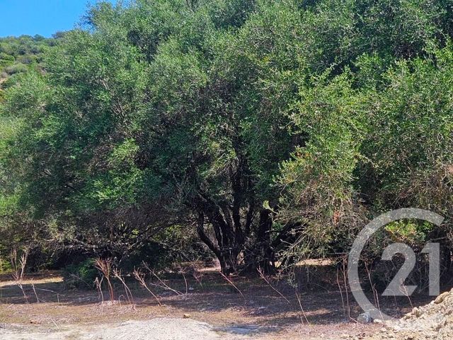 Appartement Studio à vendre - 1 pièce - 25.0 m2 - OLETTA - 202 - CORSE - Century 21 Dary Immobilier